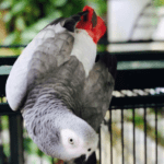 Palm-Inn-Hotel-A-Hidden-Oasis-Five-Minutes-Away-from-the-Port-au-Prince-Airport-05